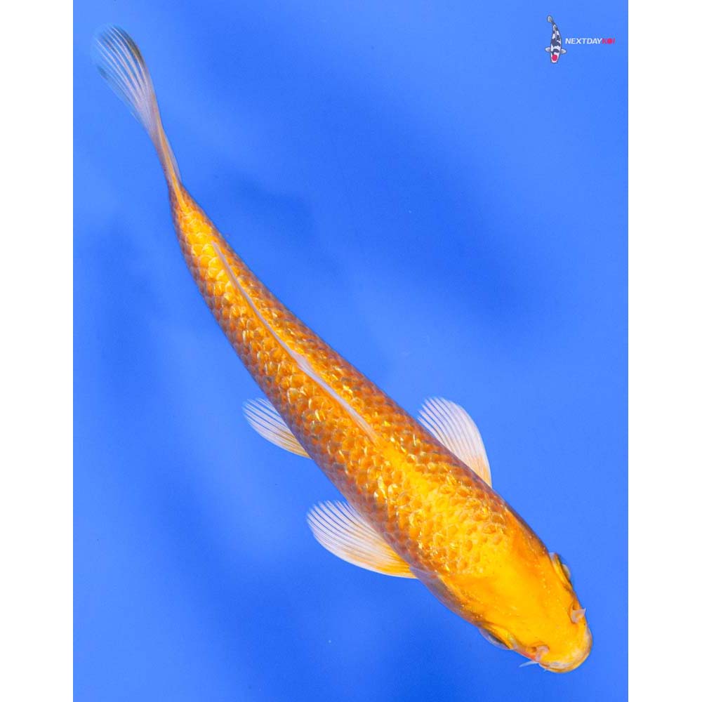 5.5” Imported Gin Rin Yamabuki Ogon - Image 3