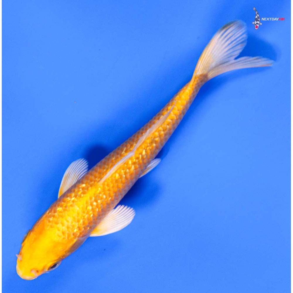 5.5” Imported Gin Rin Yamabuki Ogon - Image 5