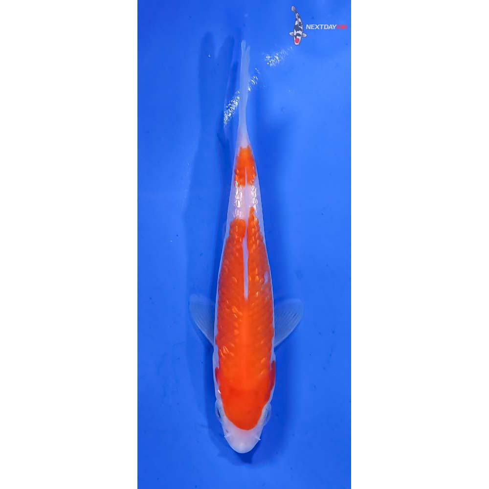 4.5” Imported Kohaku