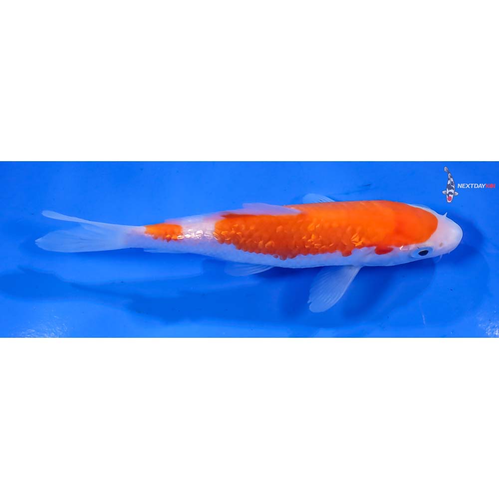4.5” Imported Kohaku - Image 2