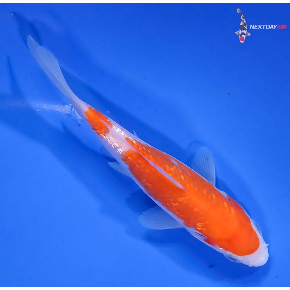 4.5” Imported Kohaku - Image 3