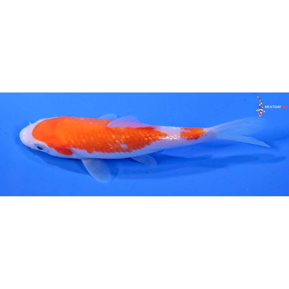 4.5” Imported Kohaku - Image 4