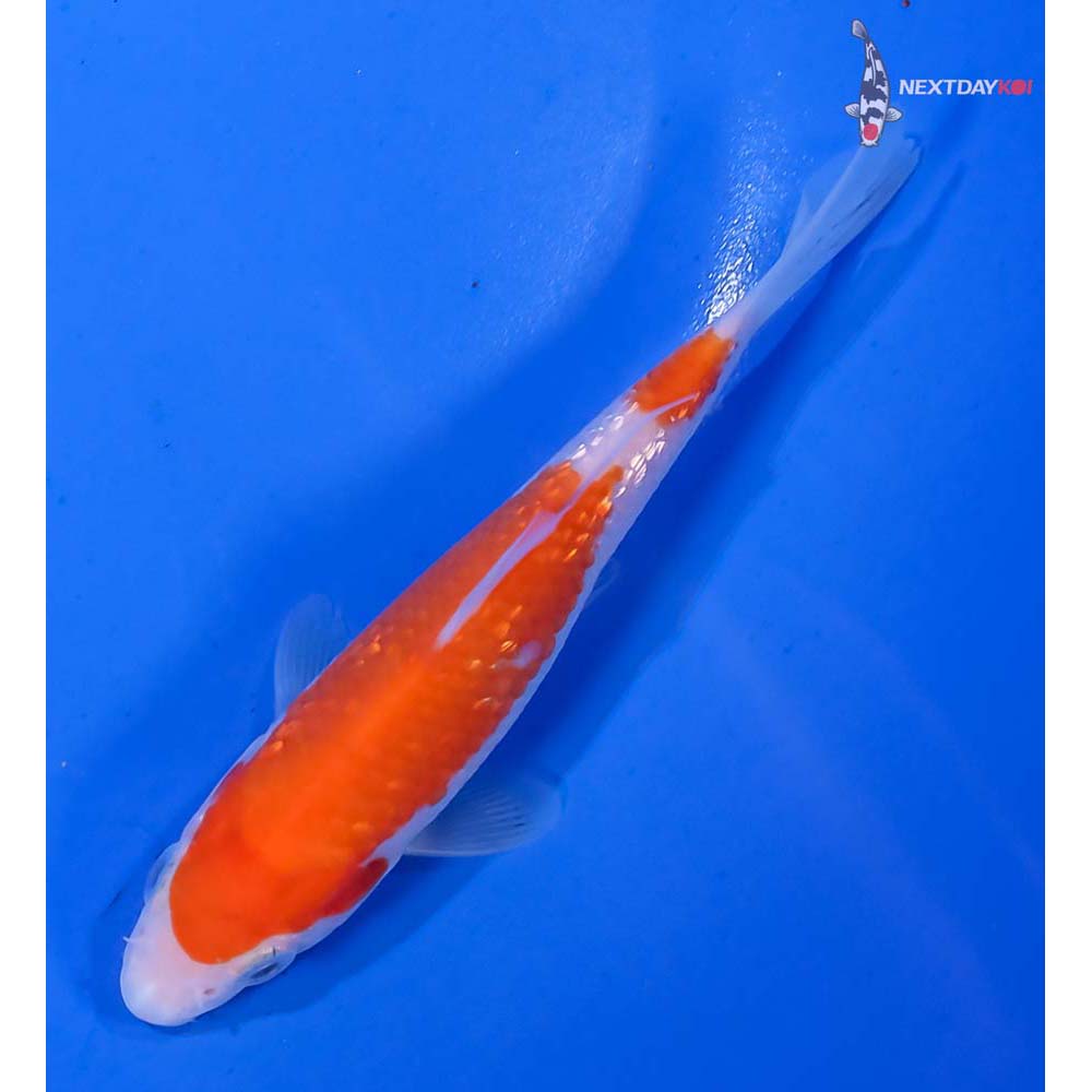 4.5” Imported Kohaku - Image 5