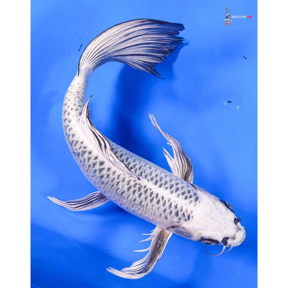 14” Imported Gin Matsuba Butterfly Koi