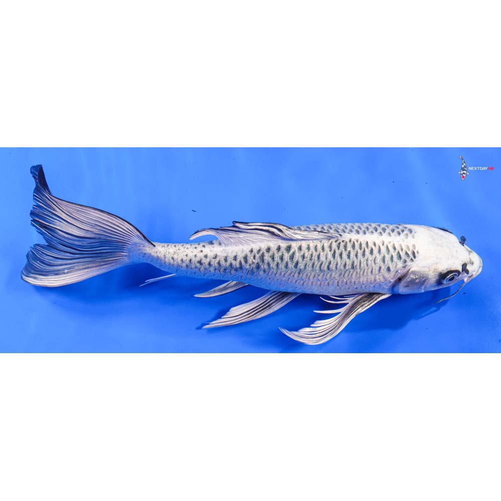 14” Imported Gin Matsuba Butterfly Koi - Image 2