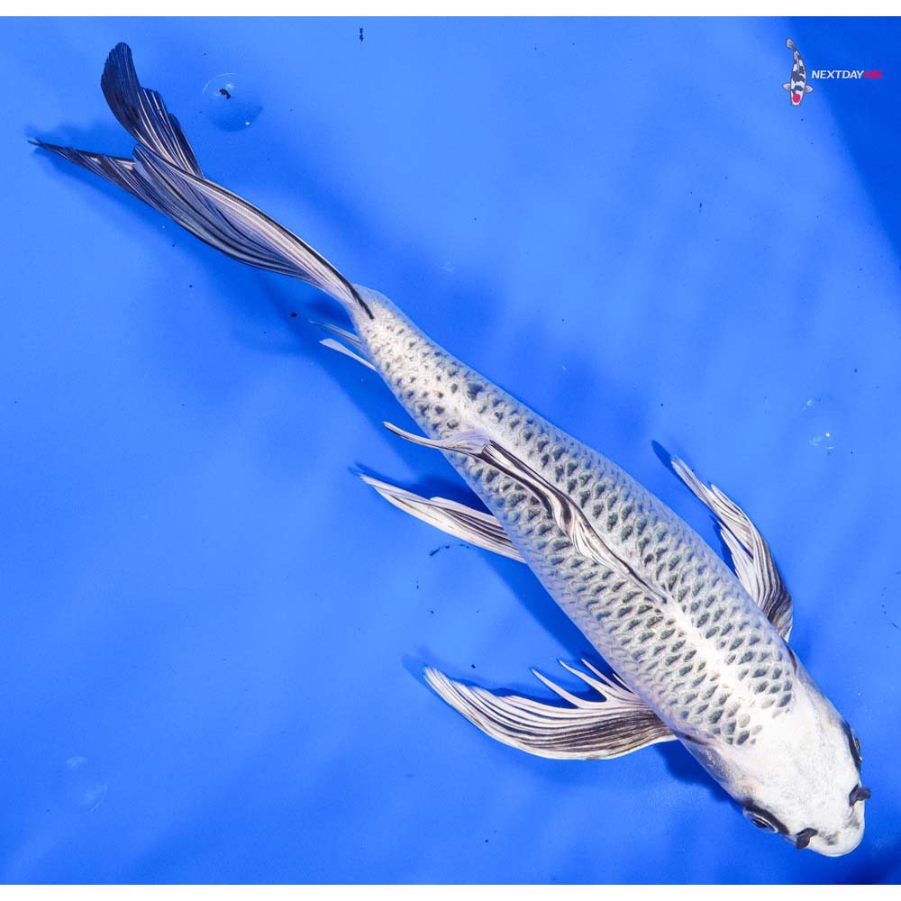 14” Imported Gin Matsuba Butterfly Koi - Image 3