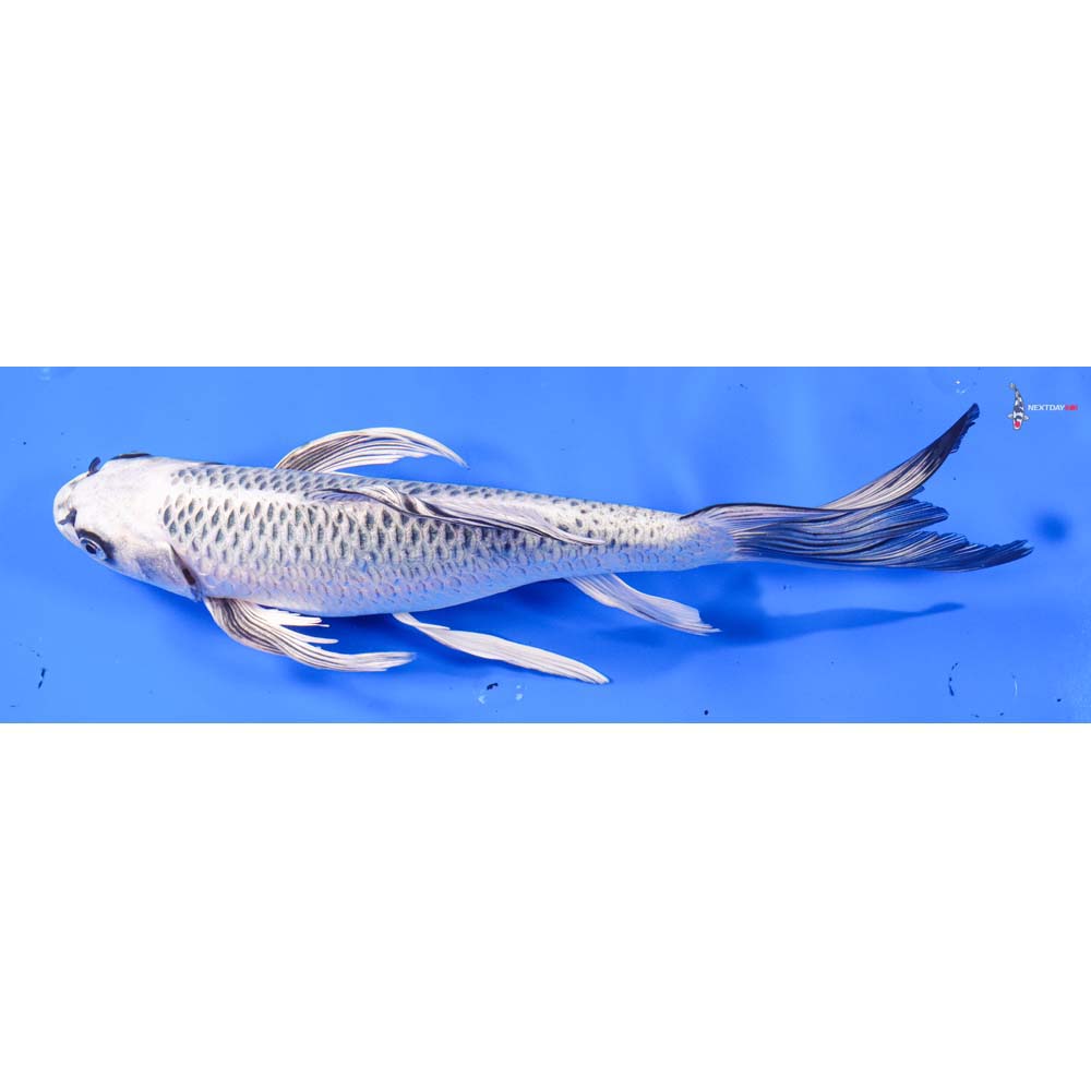 14” Imported Gin Matsuba Butterfly Koi - Image 4