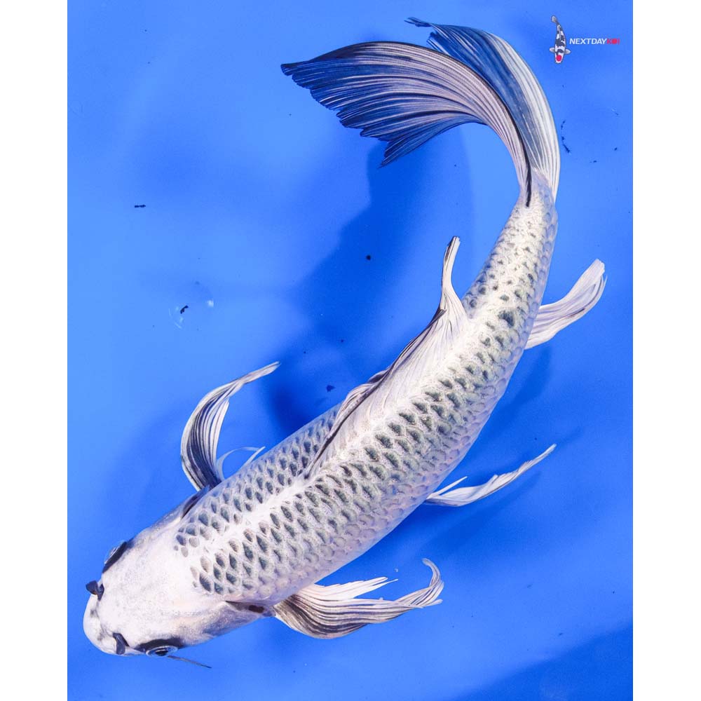 14” Imported Gin Matsuba Butterfly Koi - Image 5