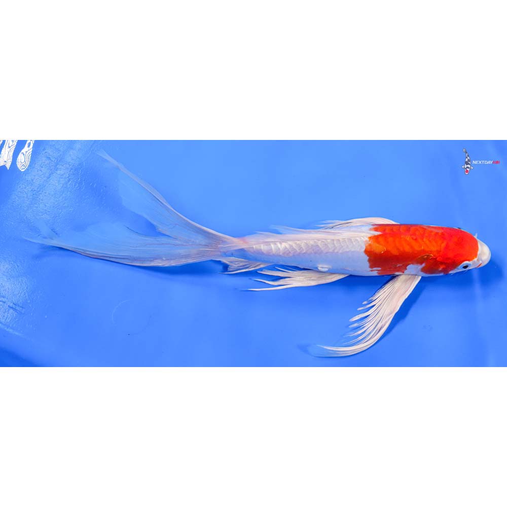 12” Imported Kikusui Butterfly Koi - Image 2