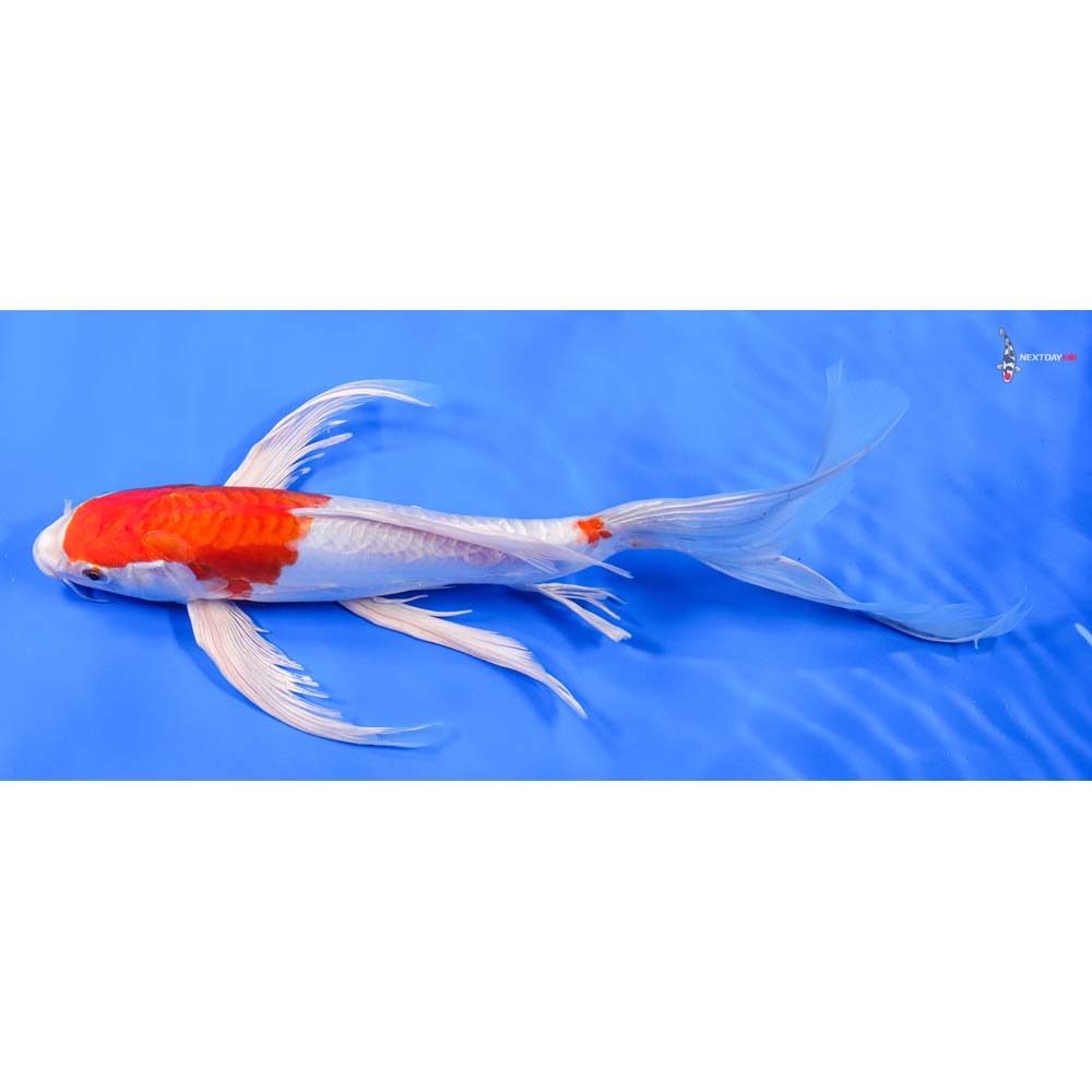 12” Imported Kikusui Butterfly Koi - Image 4