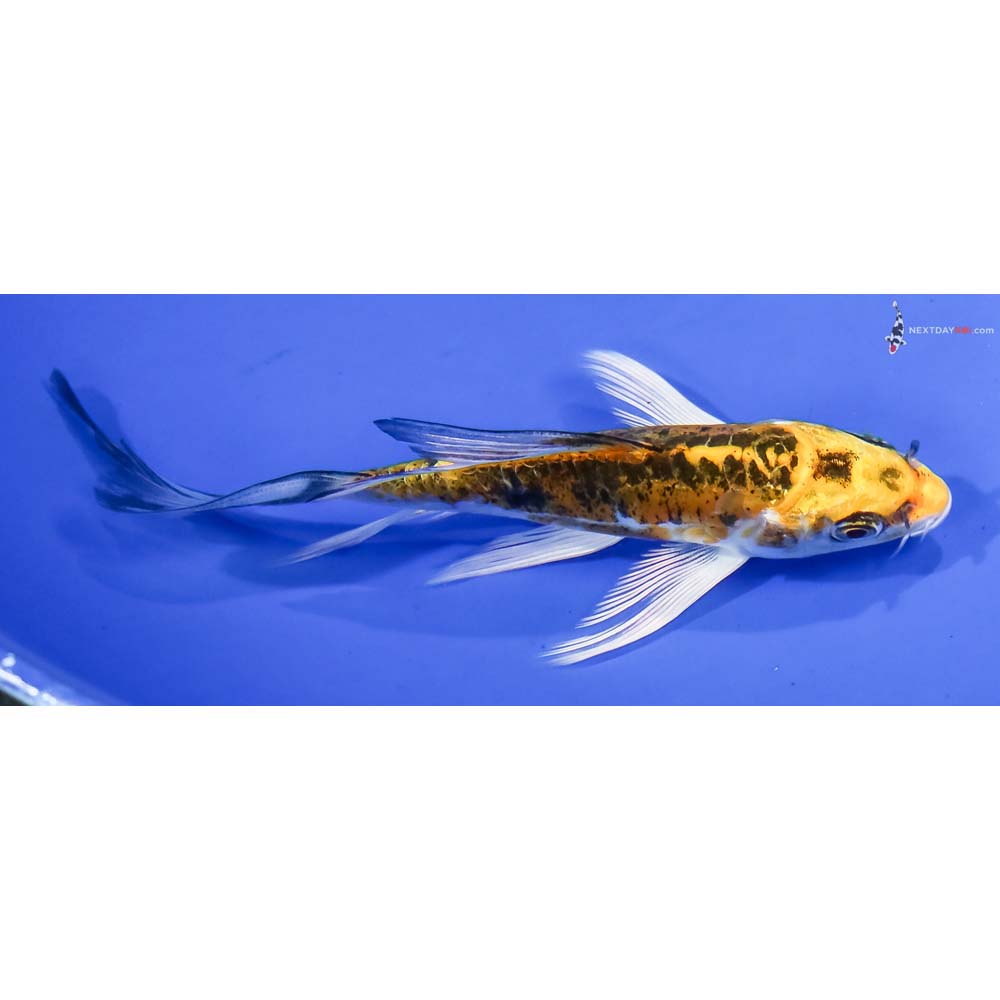 5” Imported Doitsu Kujaku Butterfly Koi - Image 2