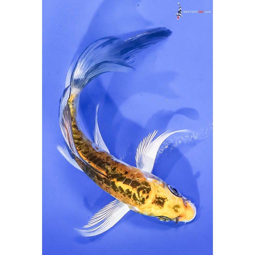 5” Imported Doitsu Kujaku Butterfly Koi - Image 3