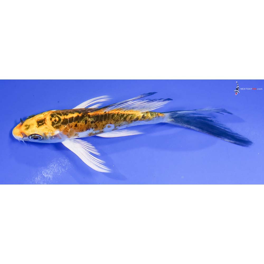 5” Imported Doitsu Kujaku Butterfly Koi - Image 4