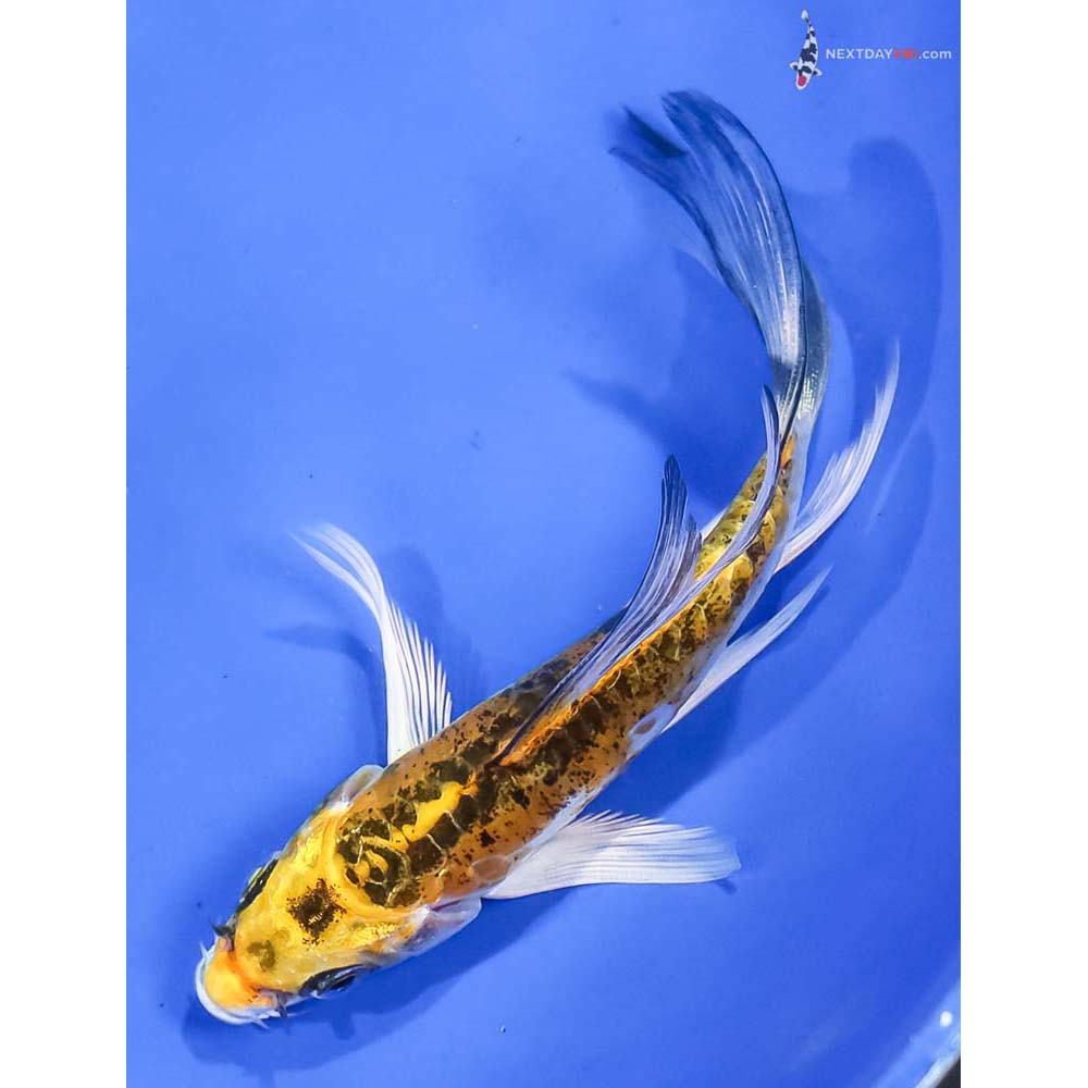5” Imported Doitsu Kujaku Butterfly Koi - Image 5