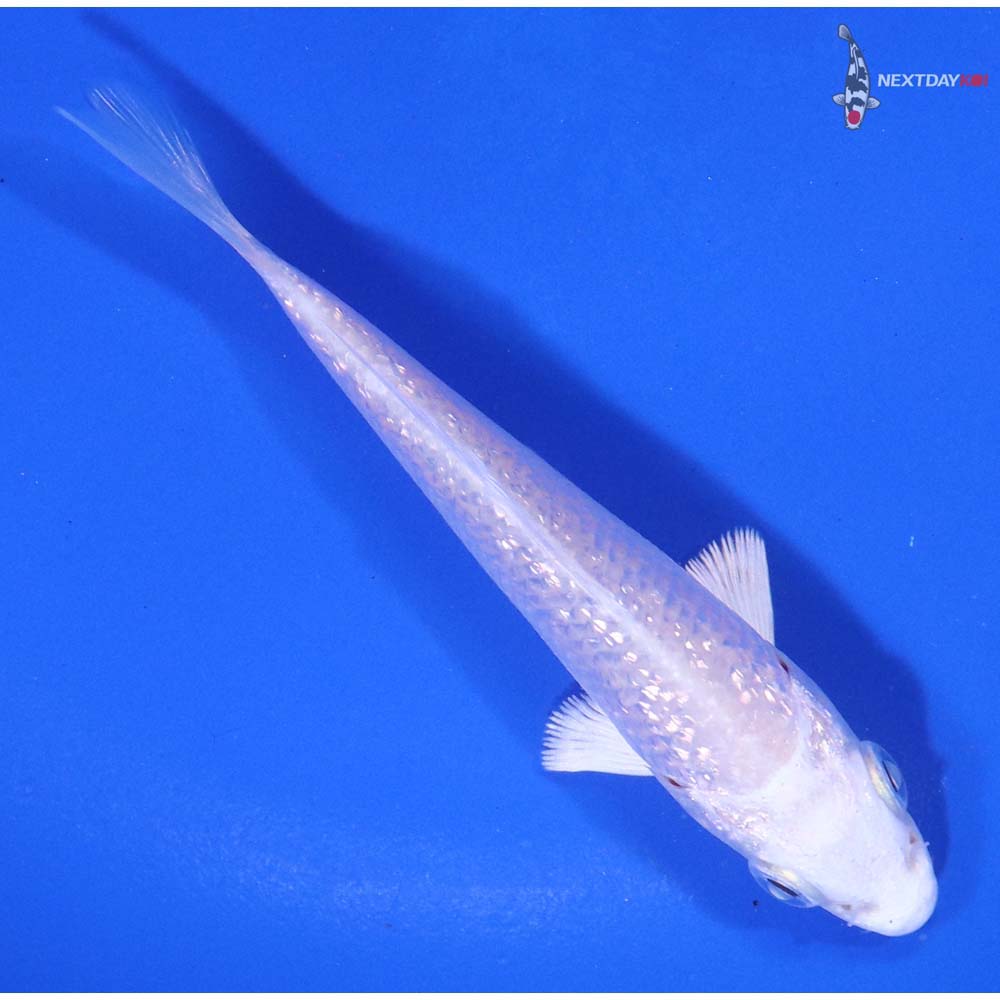 3.5” Imported Gin Rin Platinum Ogon - Image 3