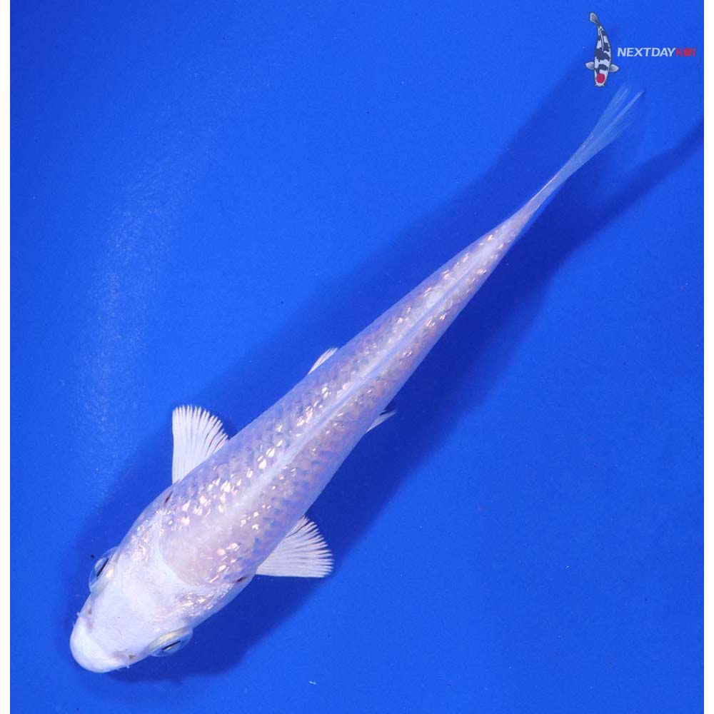 3.5” Imported Gin Rin Platinum Ogon - Image 5