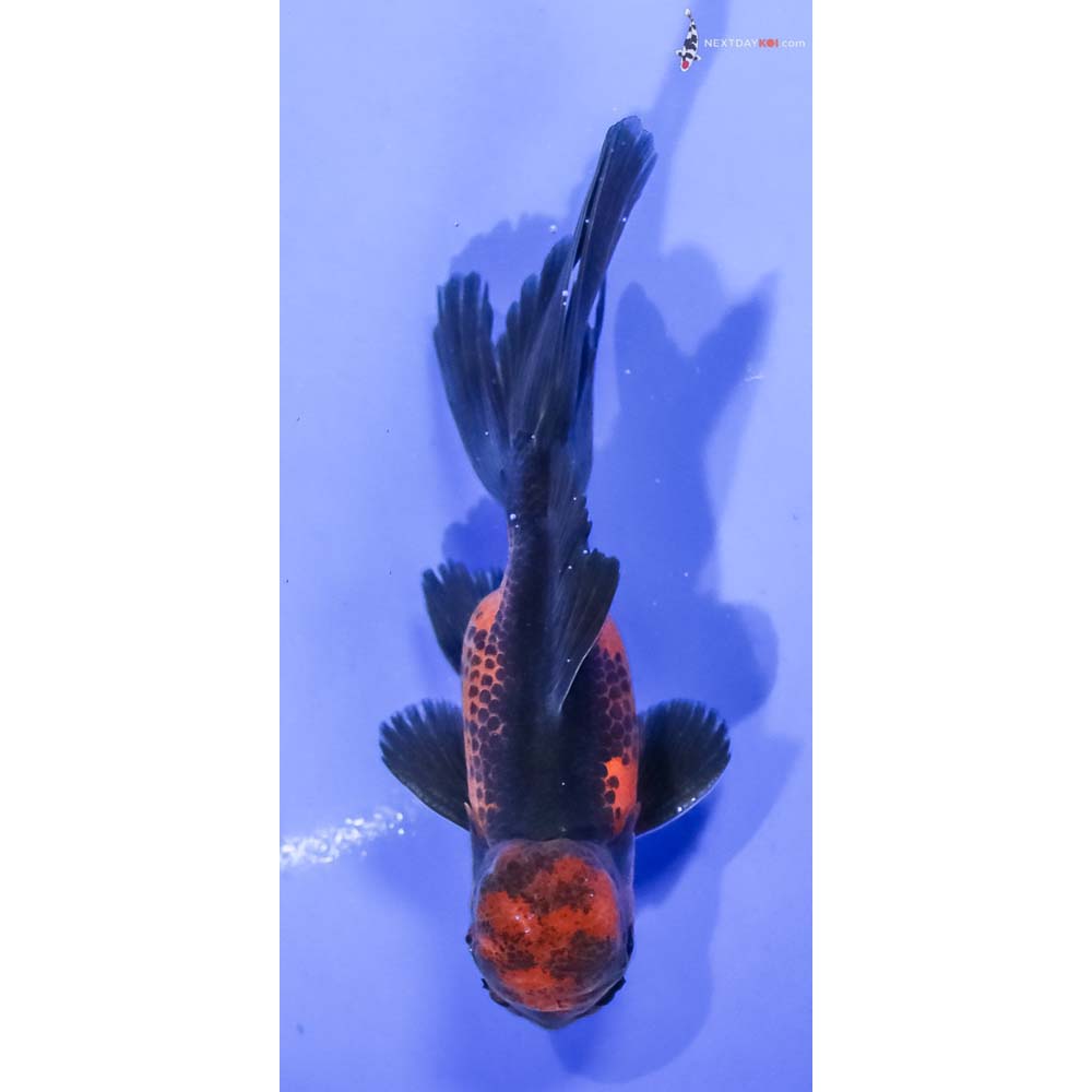4” Imported Red and Black Oranda - Image 3