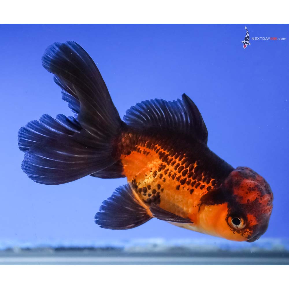4” Imported Red and Black Oranda - Image 4
