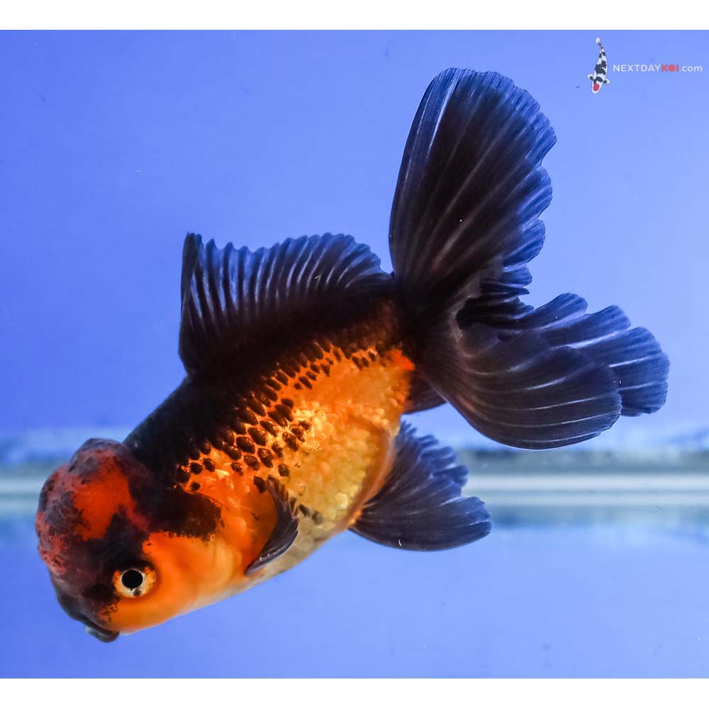 4” Imported Red and Black Oranda - Image 5
