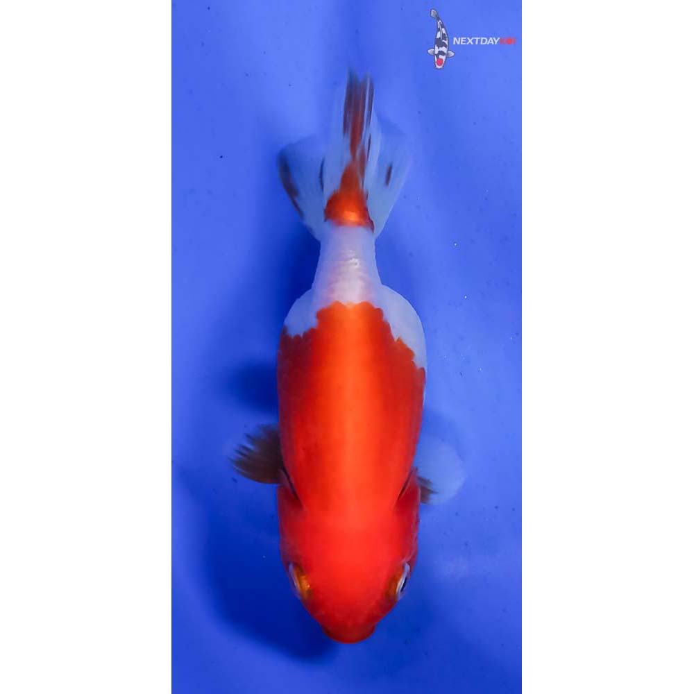 3” Imported Red and White Ranchu - Image 3
