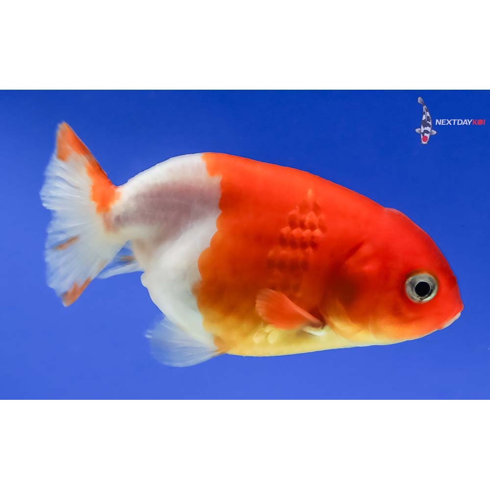 3” Imported Red and White Ranchu - Image 4