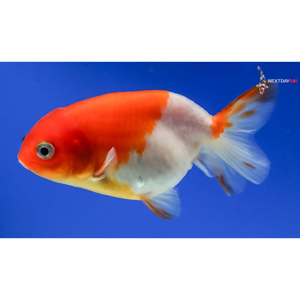 3” Imported Red and White Ranchu - Image 5