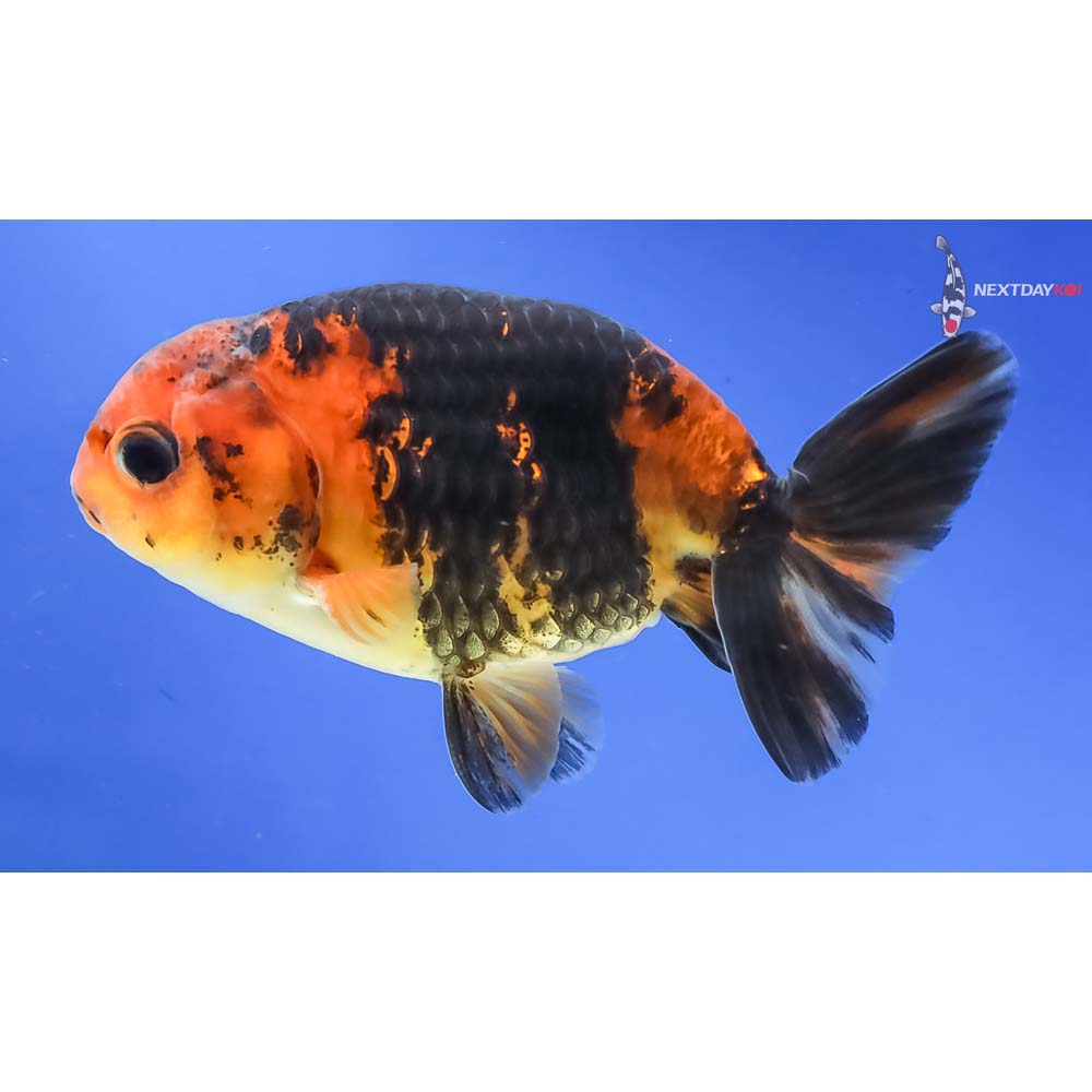 3” Imported Male Calico Ranchu - Image 2