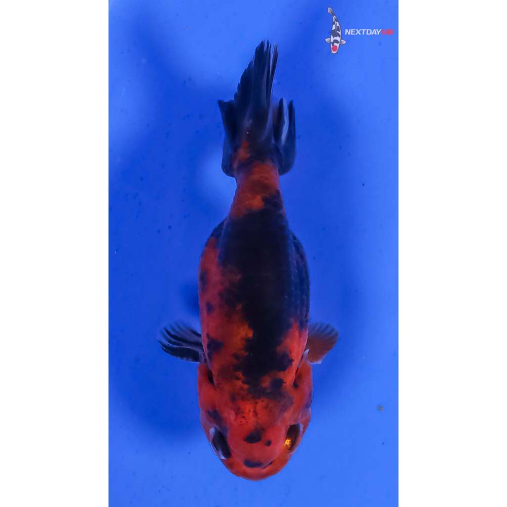 3” Imported Male Calico Ranchu - Image 3