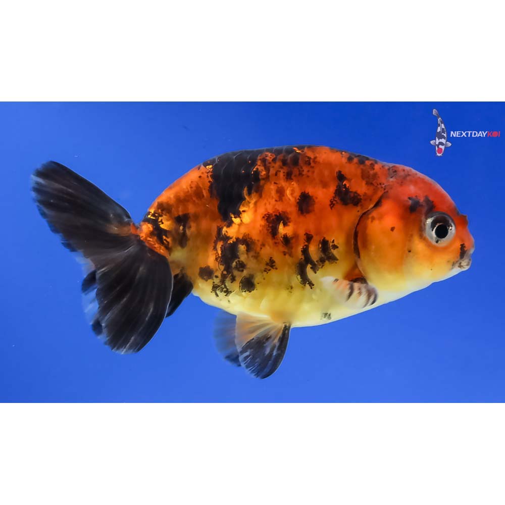 3” Imported Male Calico Ranchu - Image 4