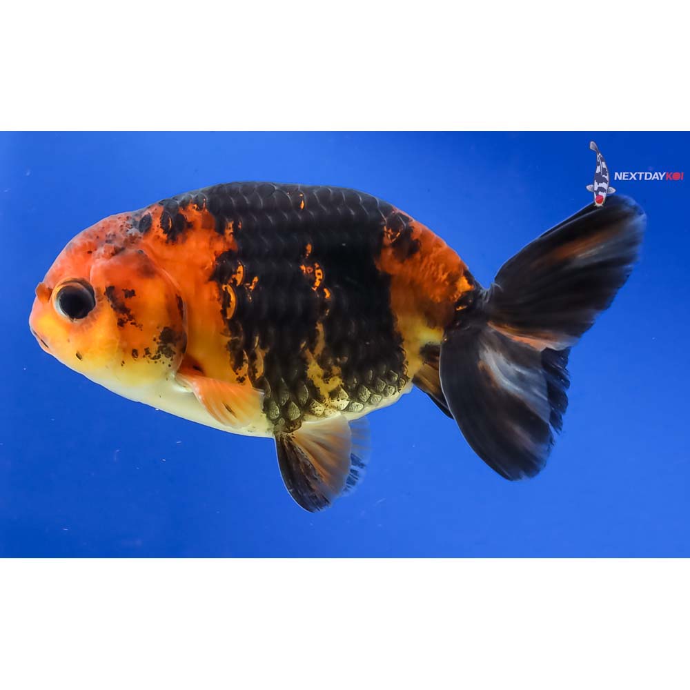 3” Imported Male Calico Ranchu - Image 5