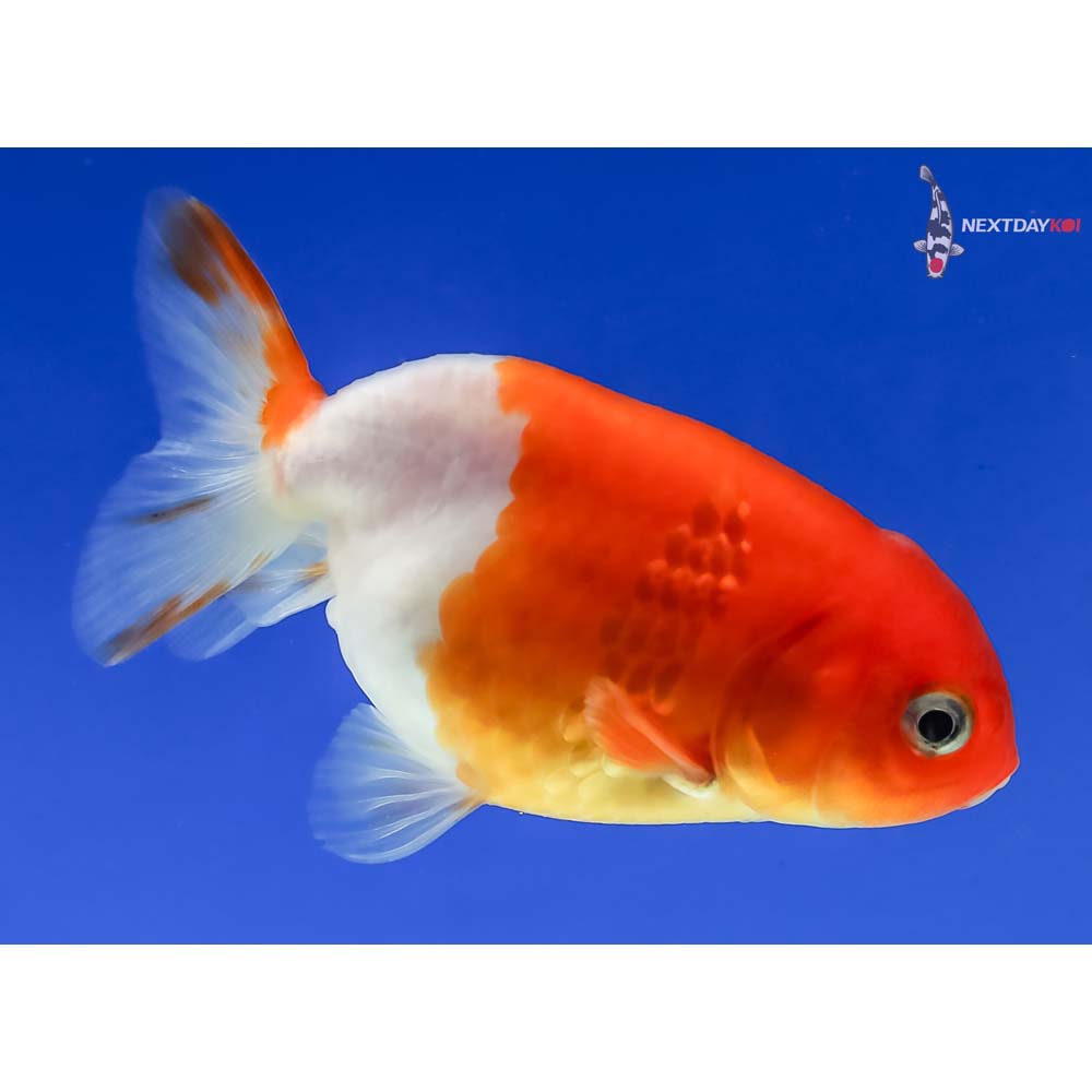 3” Imported Red and White Ranchu