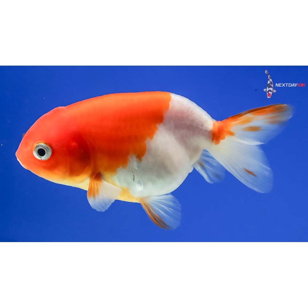 3” Imported Red and White Ranchu - Image 2