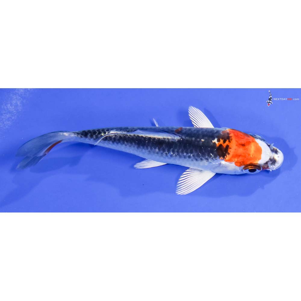 4” Imported Kujaku - Image 2