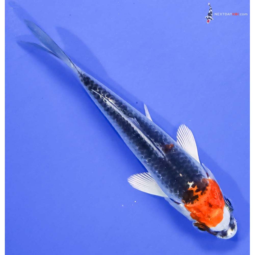 4” Imported Kujaku - Image 3