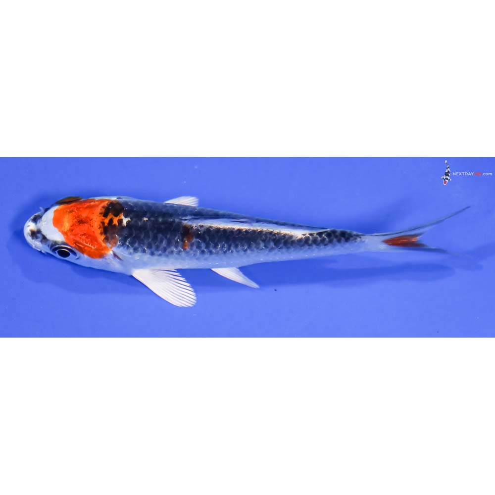 4” Imported Kujaku - Image 4