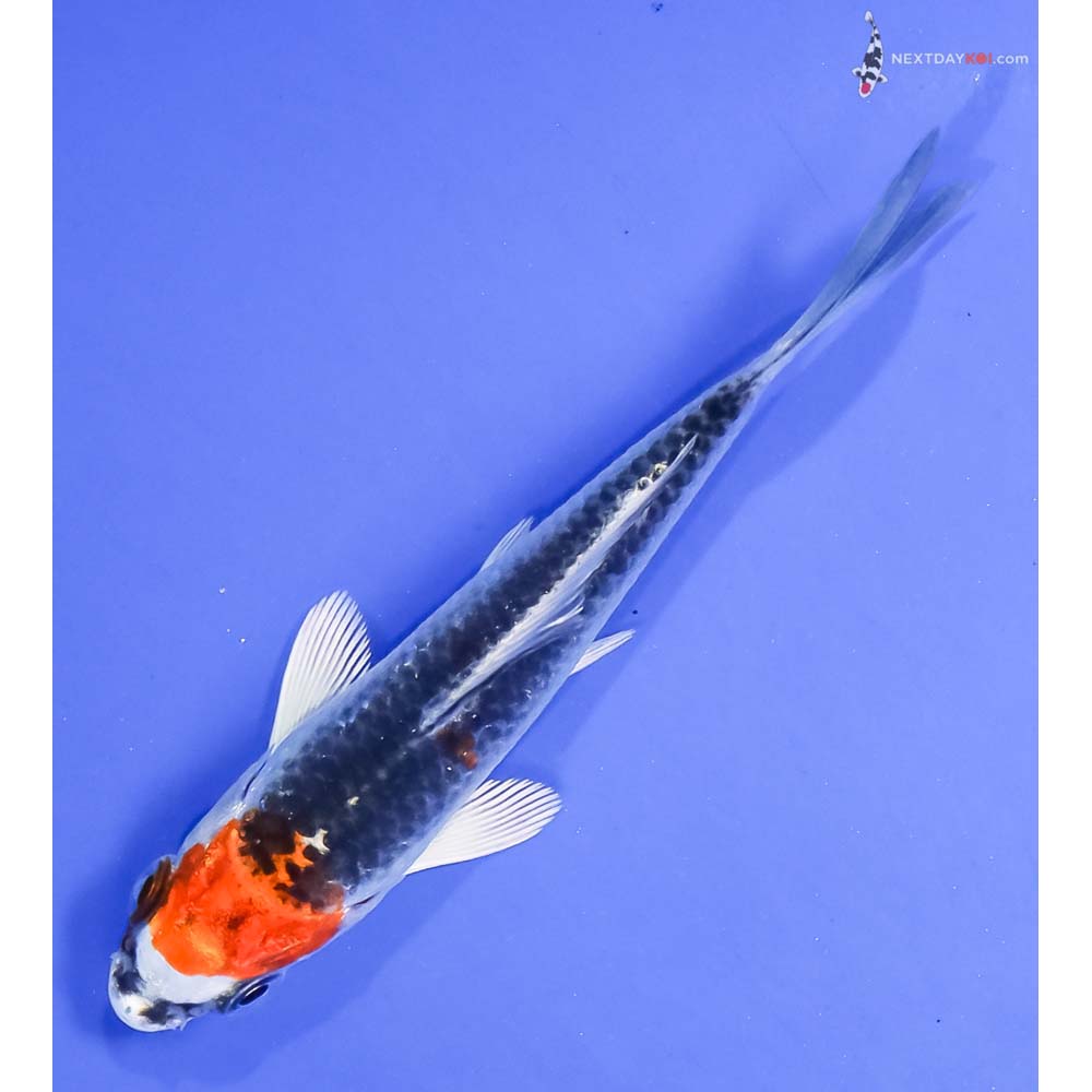 4” Imported Kujaku - Image 5