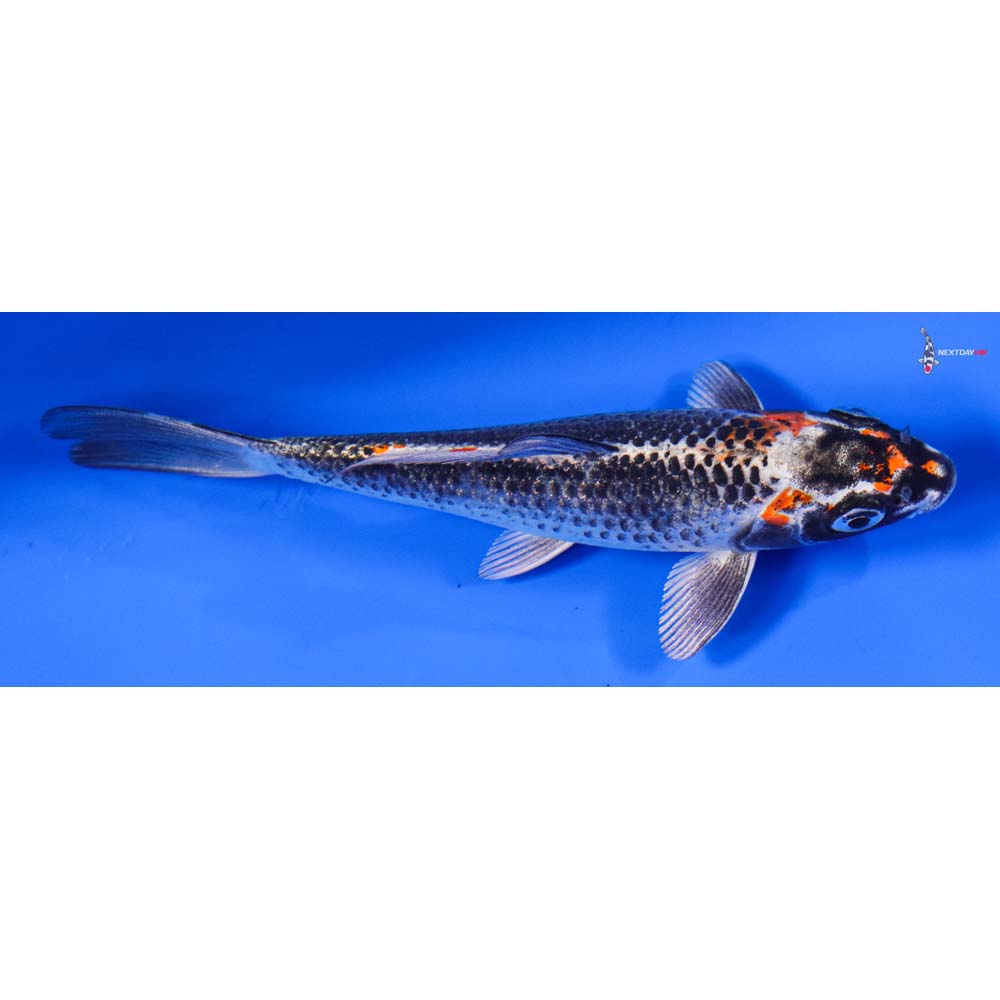 5” Imported Kujaku - Image 2