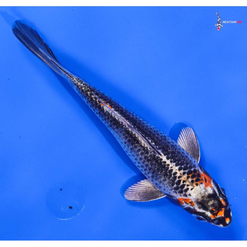 5” Imported Kujaku - Image 3