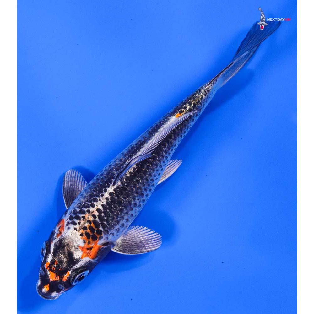 5” Imported Kujaku - Image 5