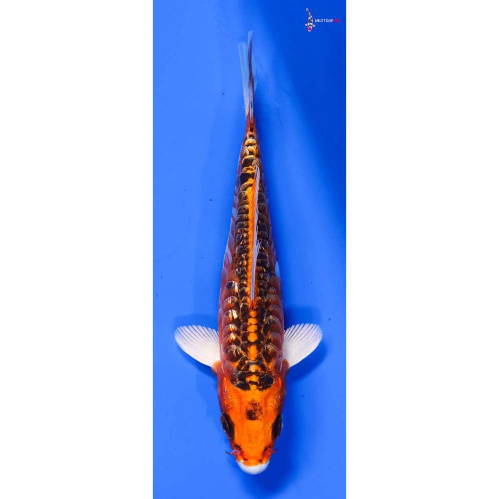 5” Imported Doitsu Gin Rin Kujaku