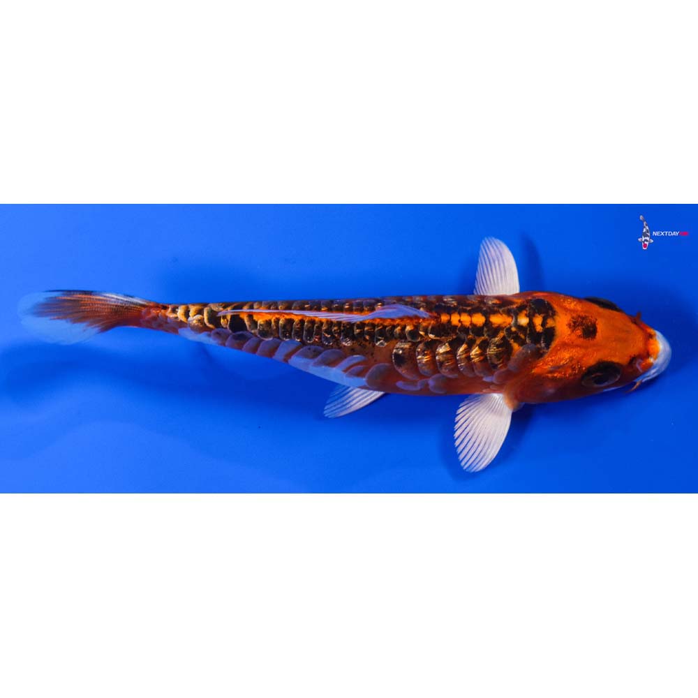 5” Imported Doitsu Gin Rin Kujaku - Image 2