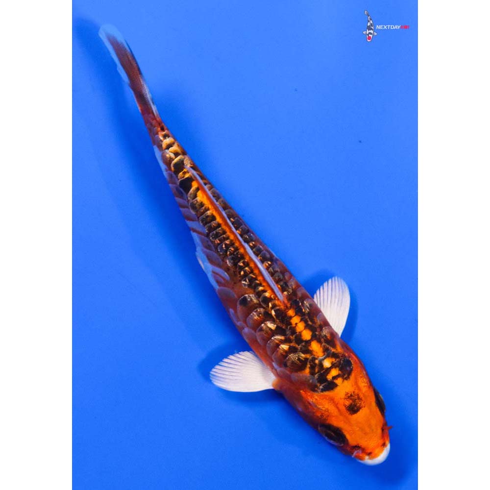 5” Imported Doitsu Gin Rin Kujaku - Image 3