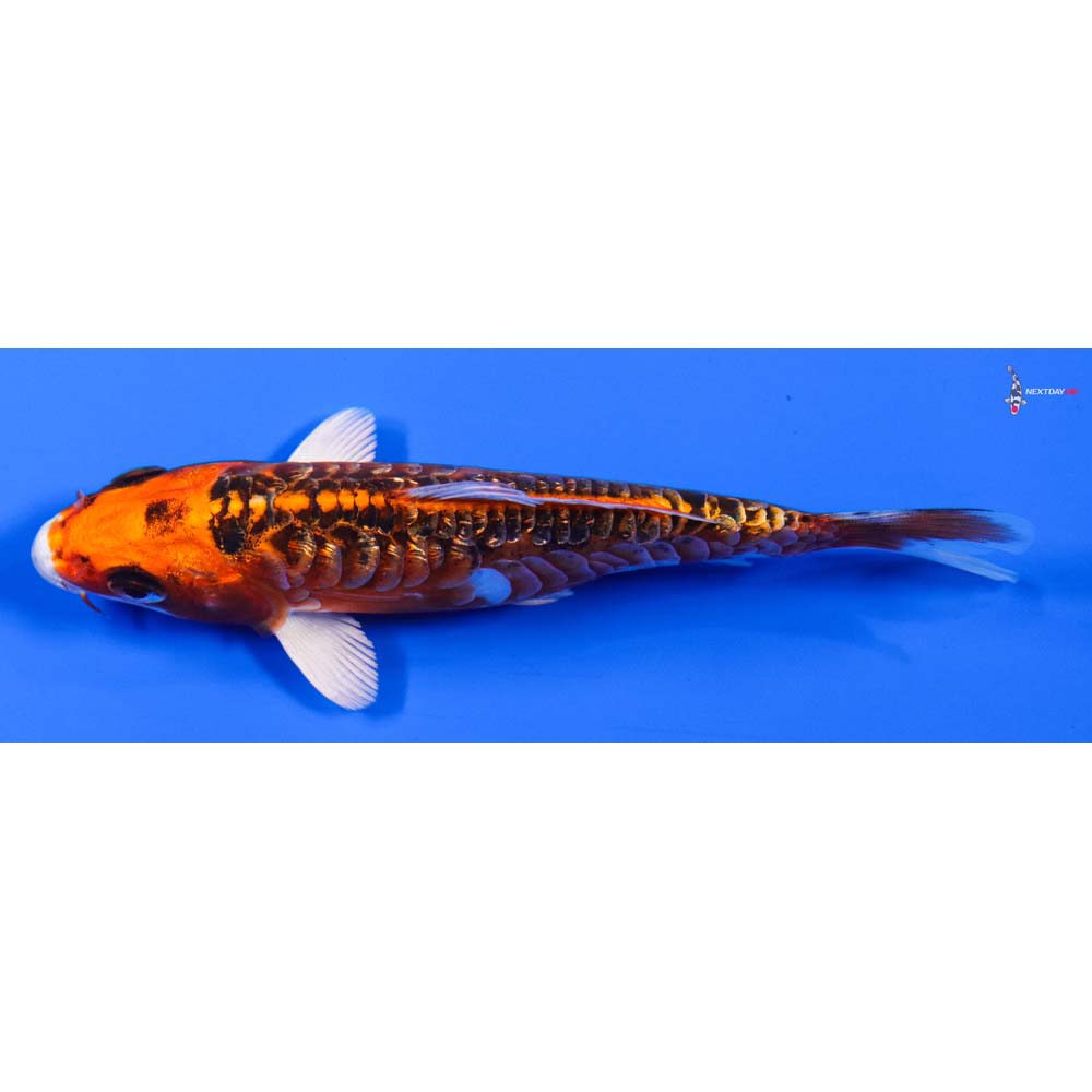 5” Imported Doitsu Gin Rin Kujaku - Image 4