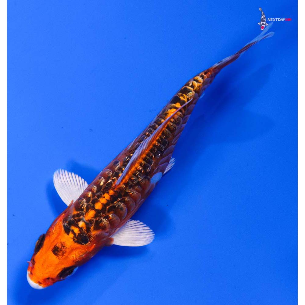 5” Imported Doitsu Gin Rin Kujaku - Image 5