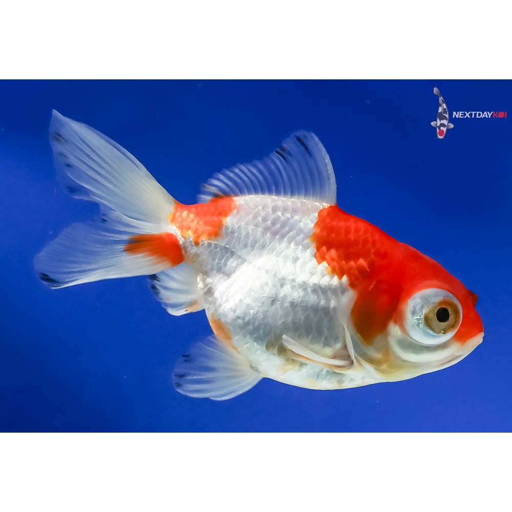 5” Imported Red and White Butterfly Tail - Image 2