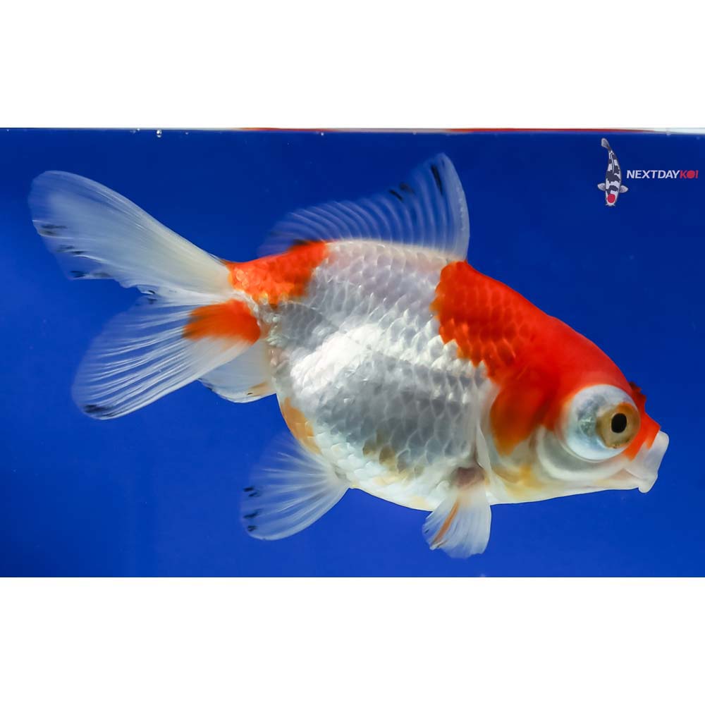 5” Imported Red and White Butterfly Tail - Image 4