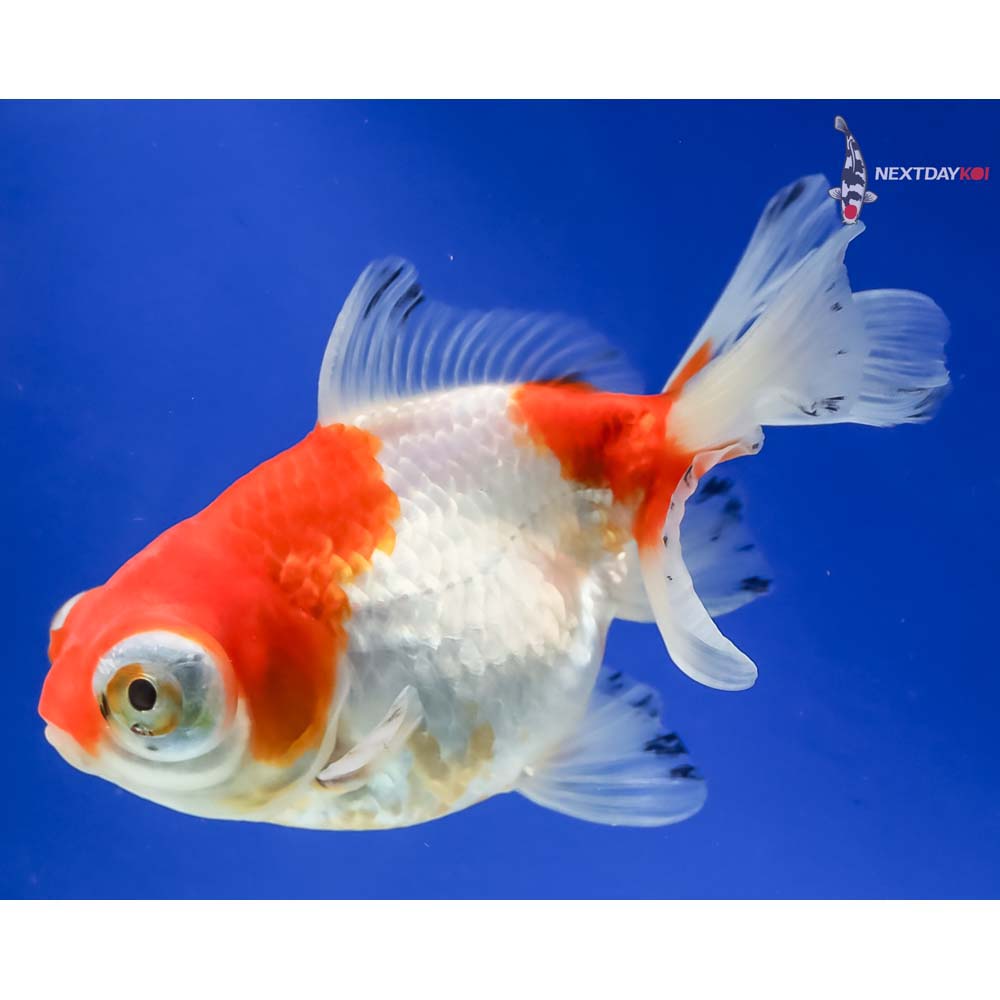 5” Imported Red and White Butterfly Tail - Image 5