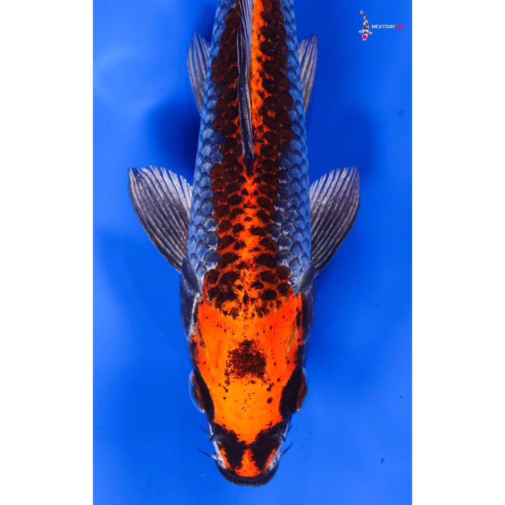 8” Imported Kujaku - Image 2