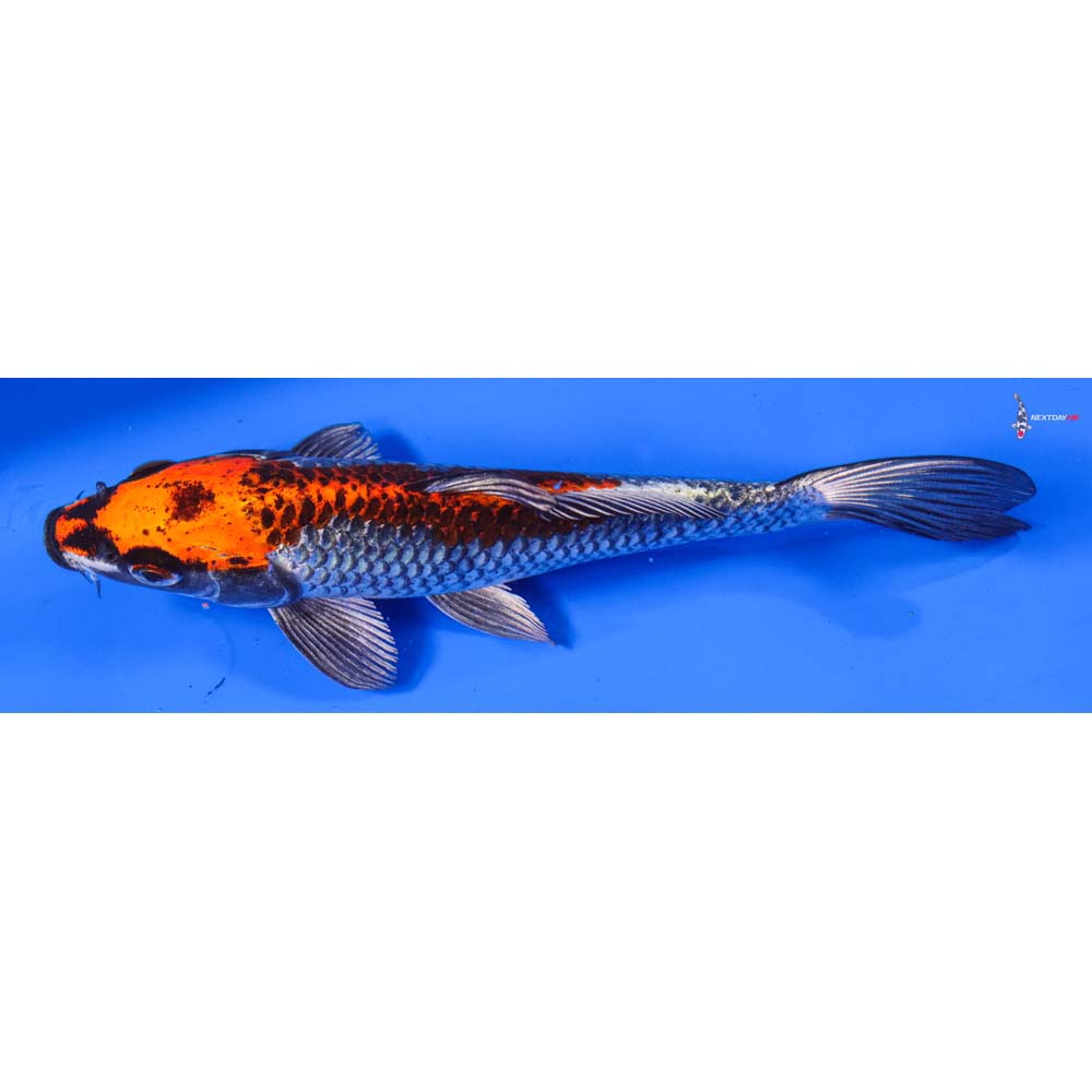 8” Imported Kujaku - Image 5