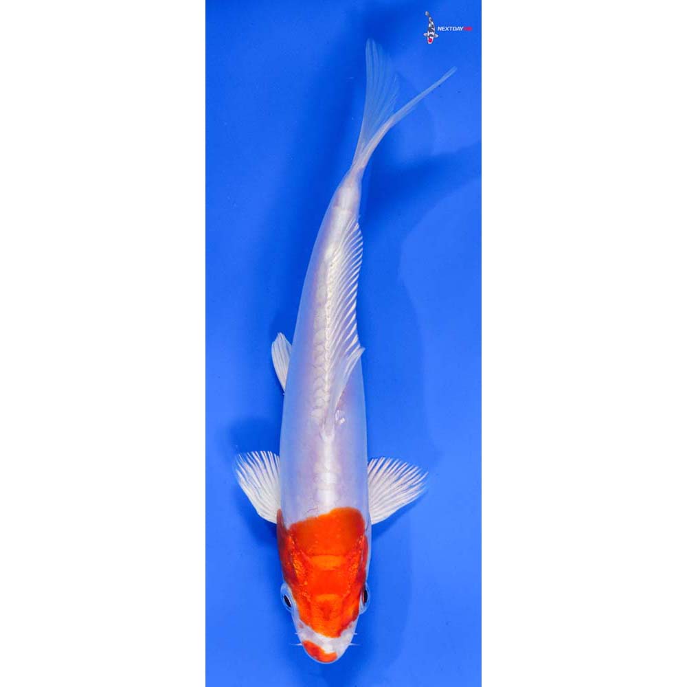 6.5” Imported Kikusui